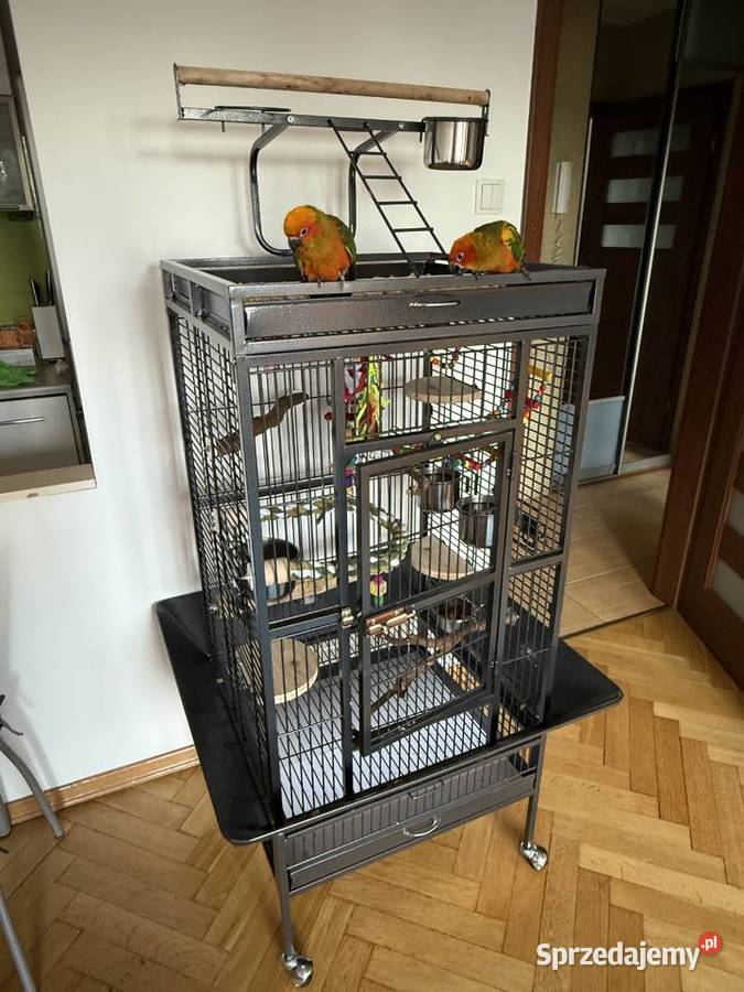 Konury słoneczne ręcznie karmione