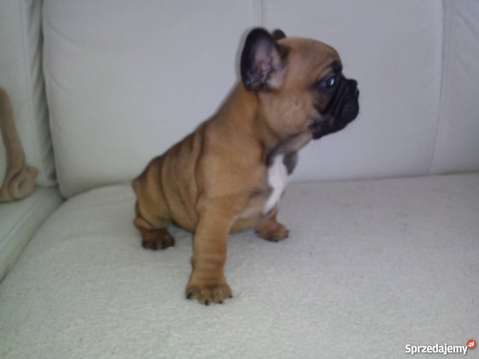 szczenieta Buldog Francuski Konin