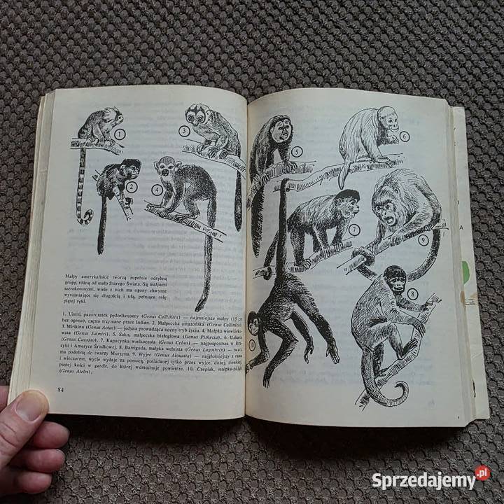 pierwsze wydanie Tomek w Gran Chaco Alfred Beletrystyka, powieści Kraków