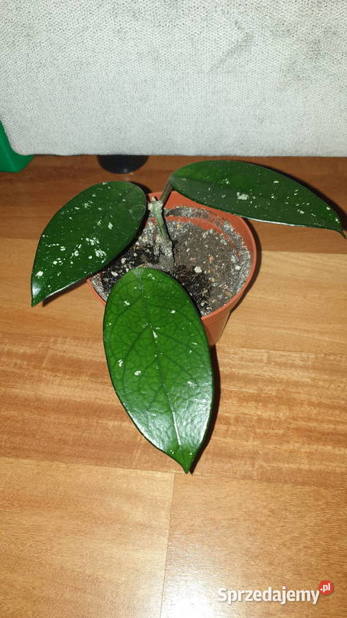 Hoya hoja kwiat rosnący Warszawa