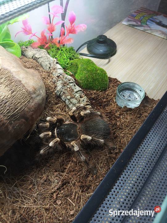 Ptasznik białokolanowy samica śląskie Sławków