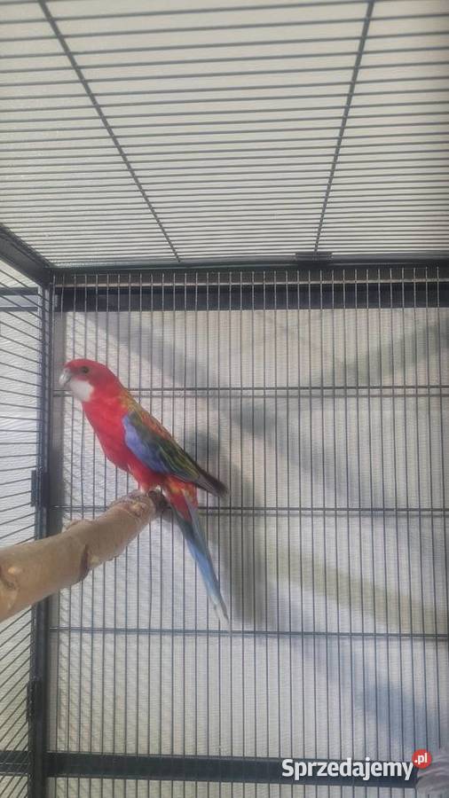 Rozelle białolice Ptaki Wieliczka