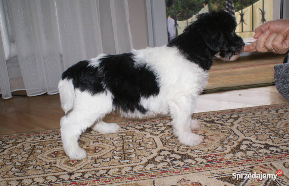 polski owczarek nizinny Jarosław