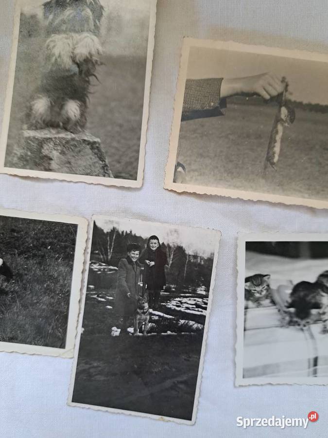 Stare fotografie 16 zwierzęta 1930 1970 do małopolskie Brzesko sprzedam