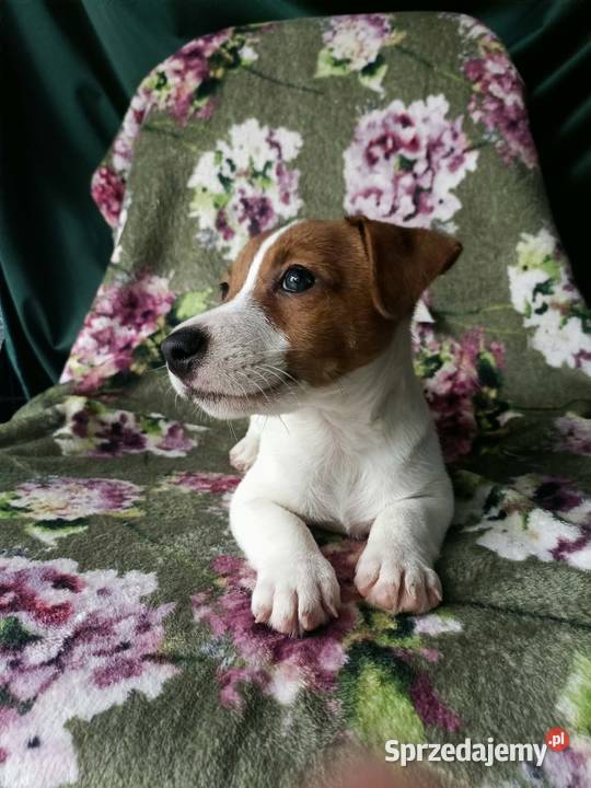 Wzorcowy Jack Russell terrier JRT doskonała