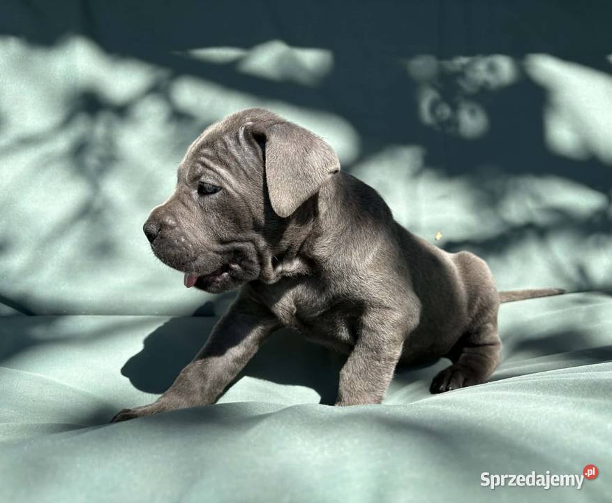 Szczeniaki Cane Corso ZKwP FCI Rezerwacja mazowieckie Gończyce