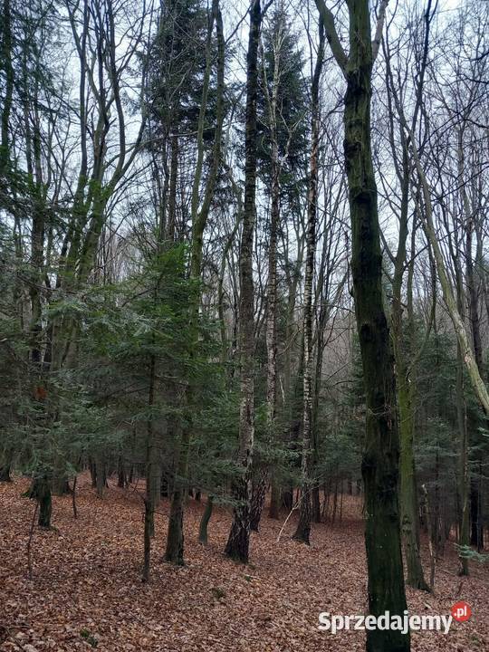 Drewno na pniu Opał podkarpackie Rydzów