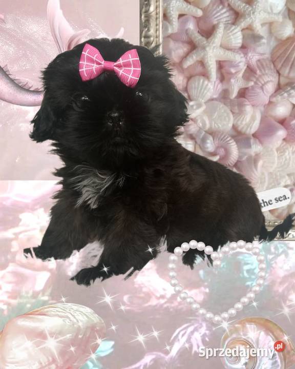 Suczka rasy ShihTzu szuka domku dolnośląskie