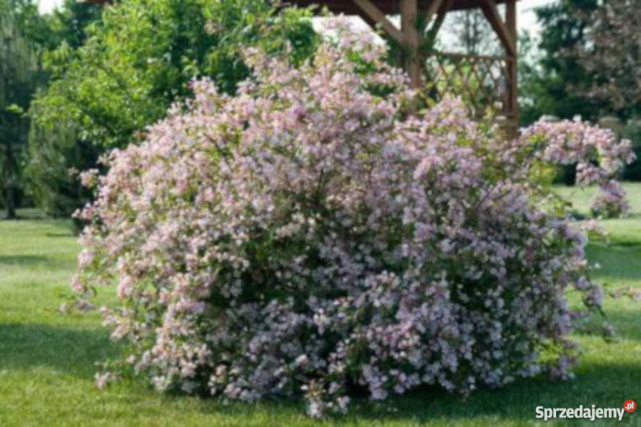 KOLKWICJA CHIŃSKA sadzonki w doniczkach Promocja Ustronie