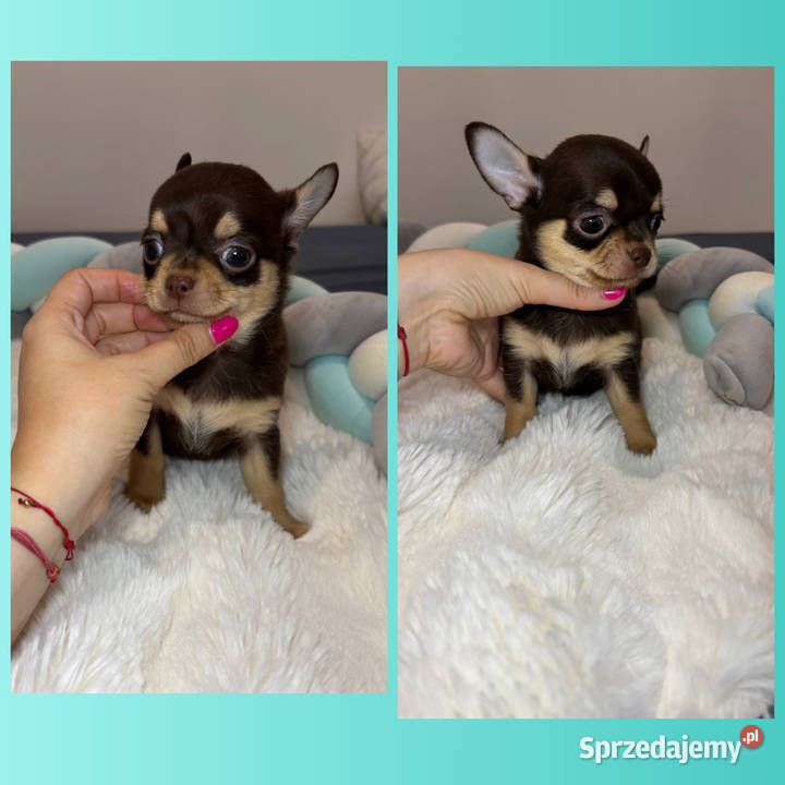Chihuahua piesek krótkowłosy Choco Tan badania Bełchatów