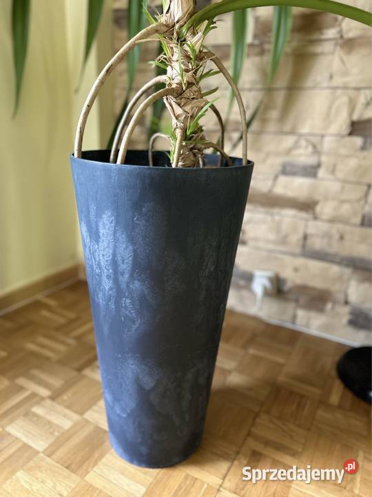 Roślina kwiat Pandan średnica 15 metra doniczka
