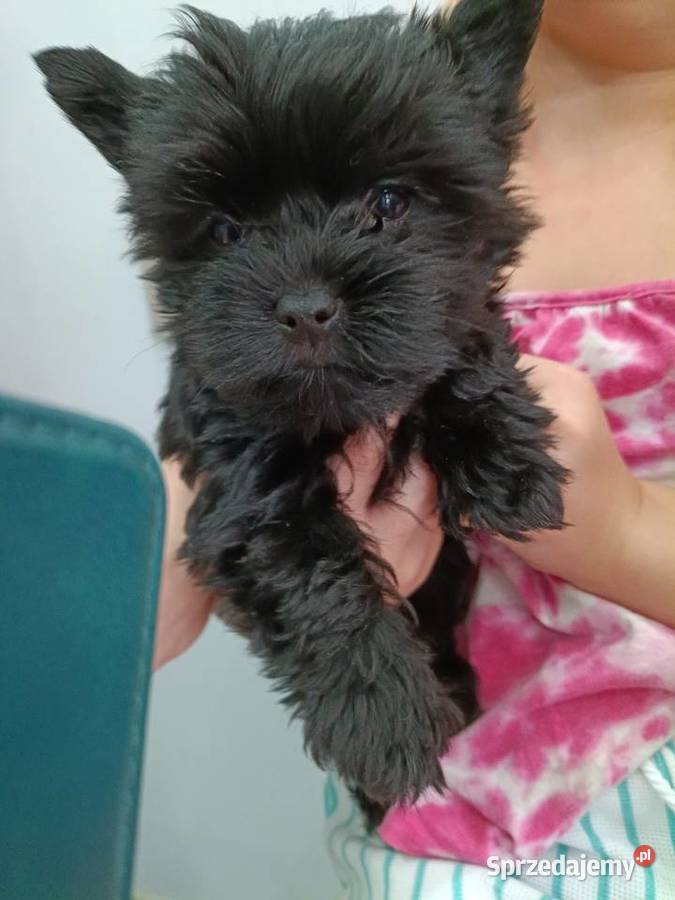 York Terrier Mini