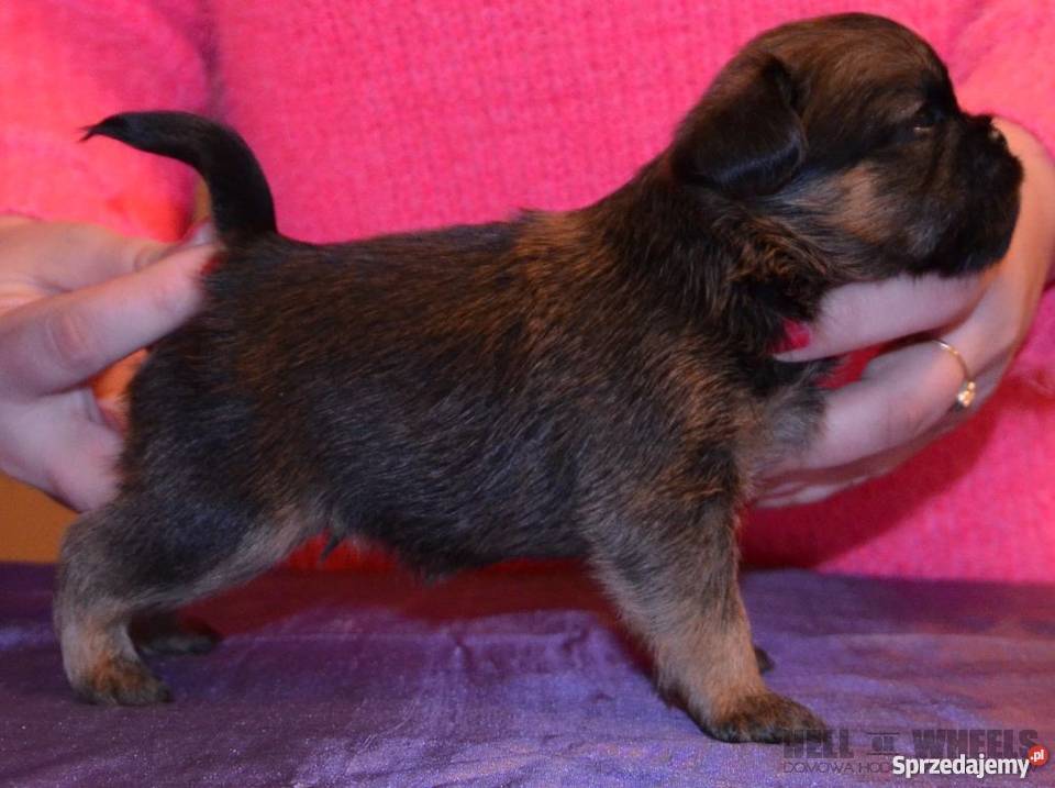 Gryfonik brukselski na sprzedaż łódzkie Zgierz sprzedam