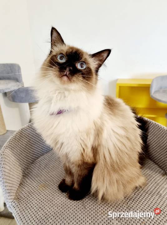 Kotka ragdoll 7 miesięcy, rodowód FPL