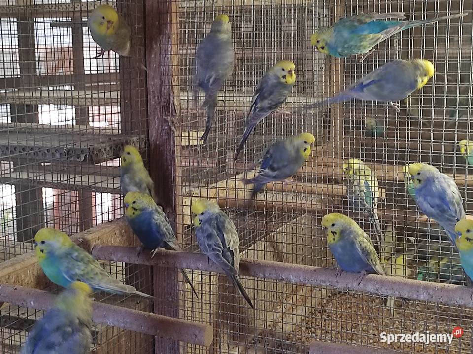 Papużki faliste tęczowe Rębków