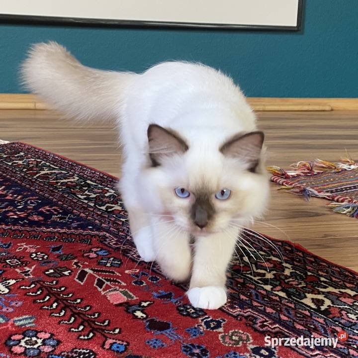 Kocurek Ragdoll gotowy do odbioru Katowice sprzedam