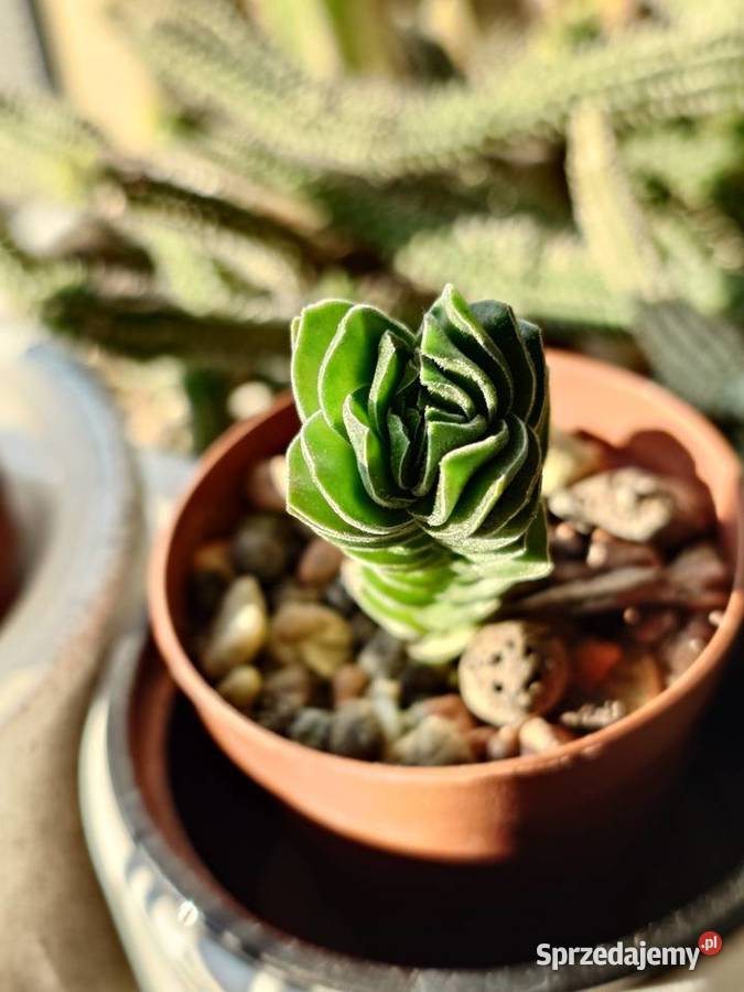 Crassula Kimnachi Buddhas Temple grubosz mazowieckie Warszawa