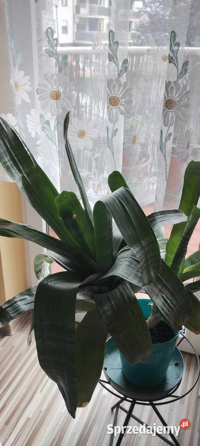 Kwiat ECHMEA wstęgowata Aechmea fasciata wielkopolskie