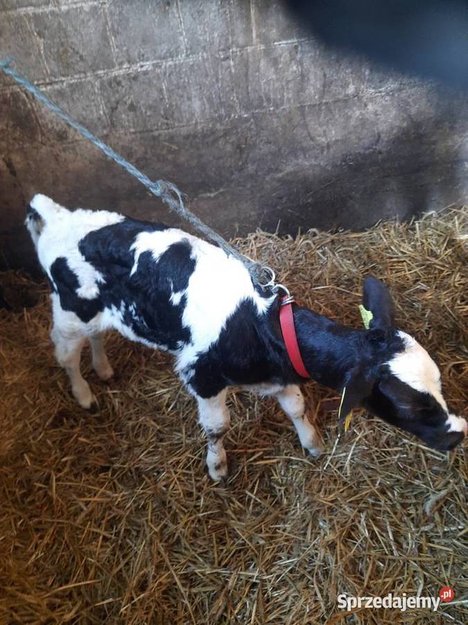 Sprzedam 2 cielaki Wyszki