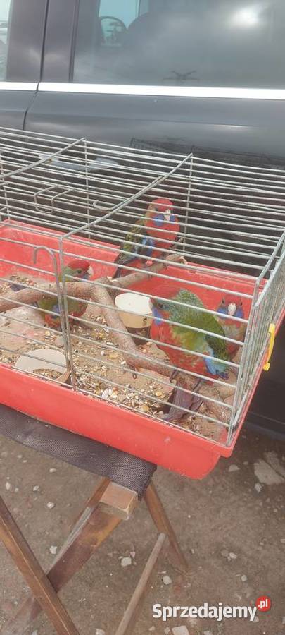 Papugi Rozele Królewskie Mińsk Mazowiecki sprzedam