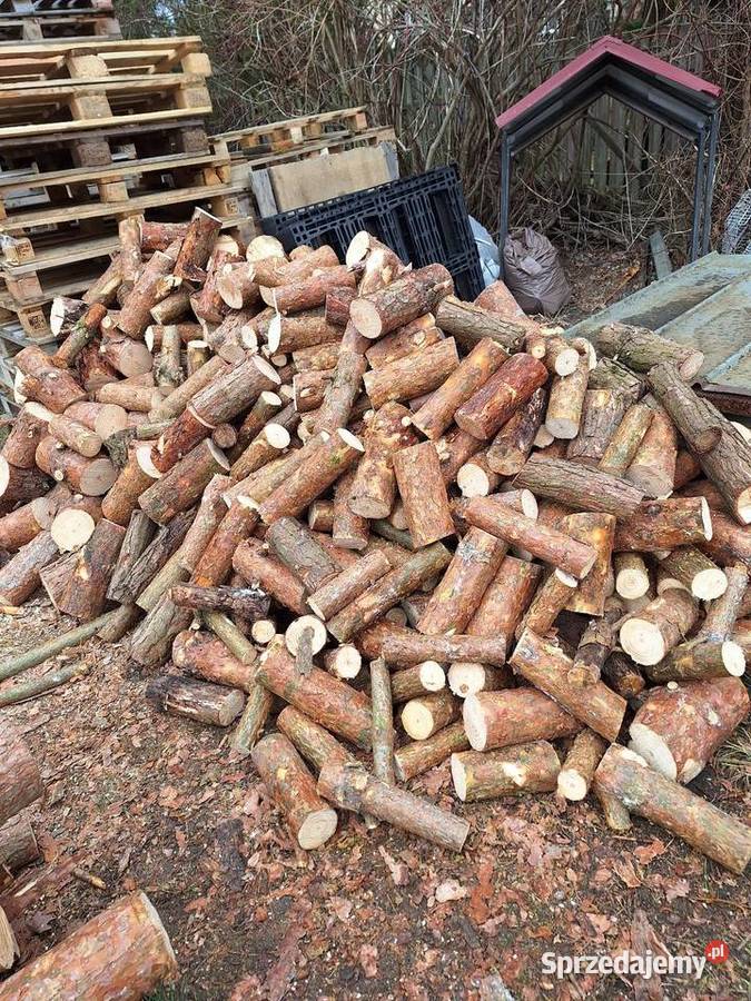 Sosna opał Dom i Ogród