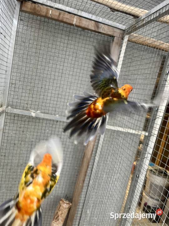 Rozelle królewskie szeki pomarańczowe Sośnicowice