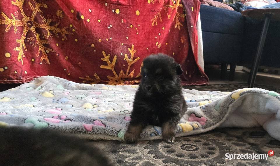 Szpic pomeranian małopolskie Tarnów