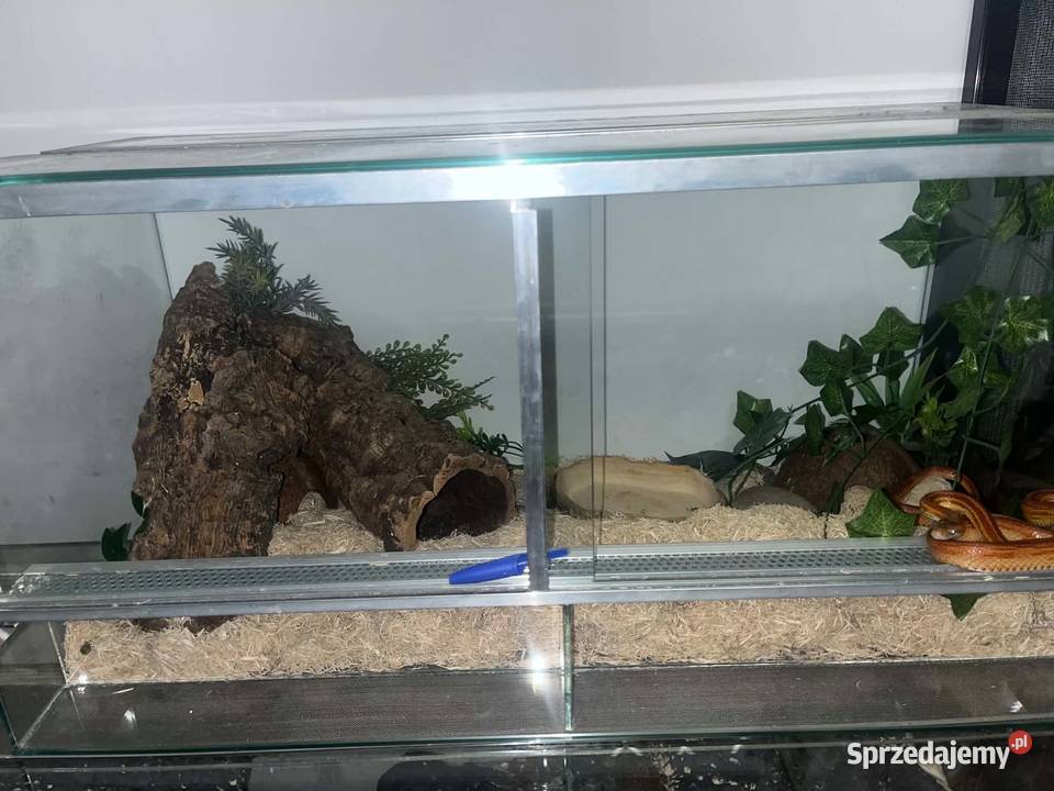 węże zbożowe kameleon jemeński z terrariami Turek