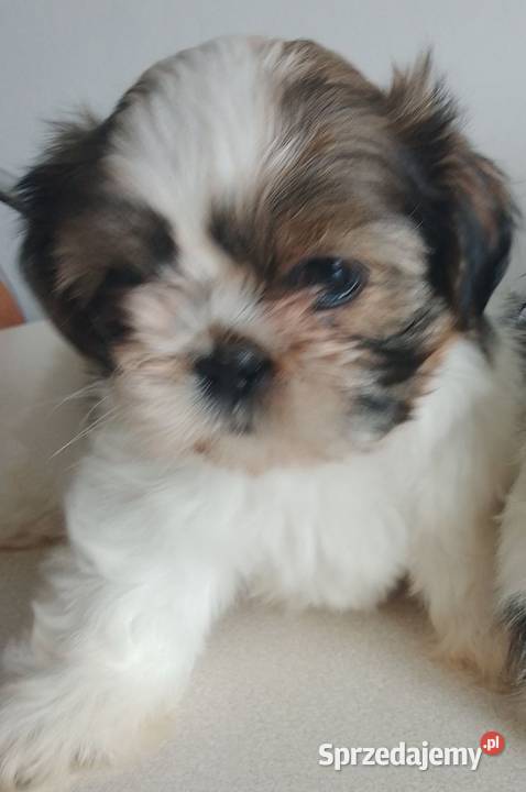 Shih tzu rodowodowe