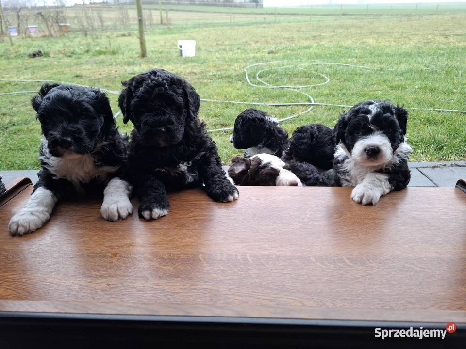 Portugalski pies dowodny piesek Szczenięta Sierpc sprzedam