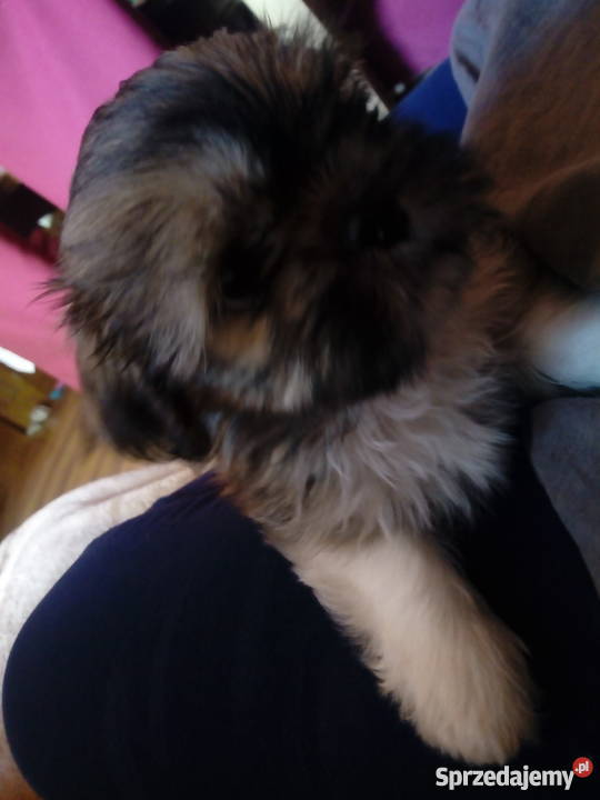 Szczeniaki Shih Tzu lubelskie