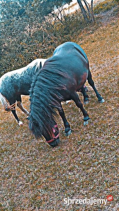 Sprzedam Klacz Kucyka