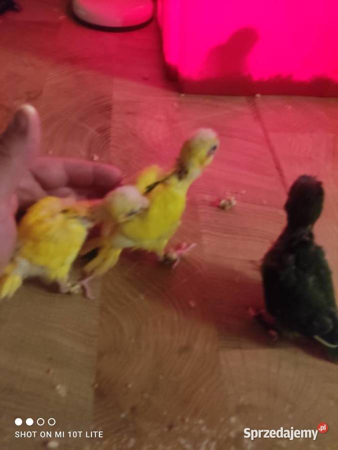 Ręcznie karmione papużki Modrolotki sprzedam Zgierz