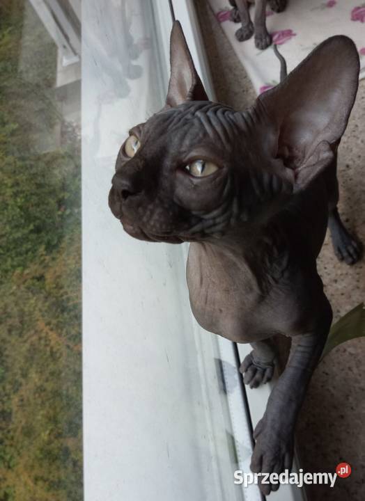 Pilna adopcja Kocurka Dostępny już kastracji Warszawa sprzedam