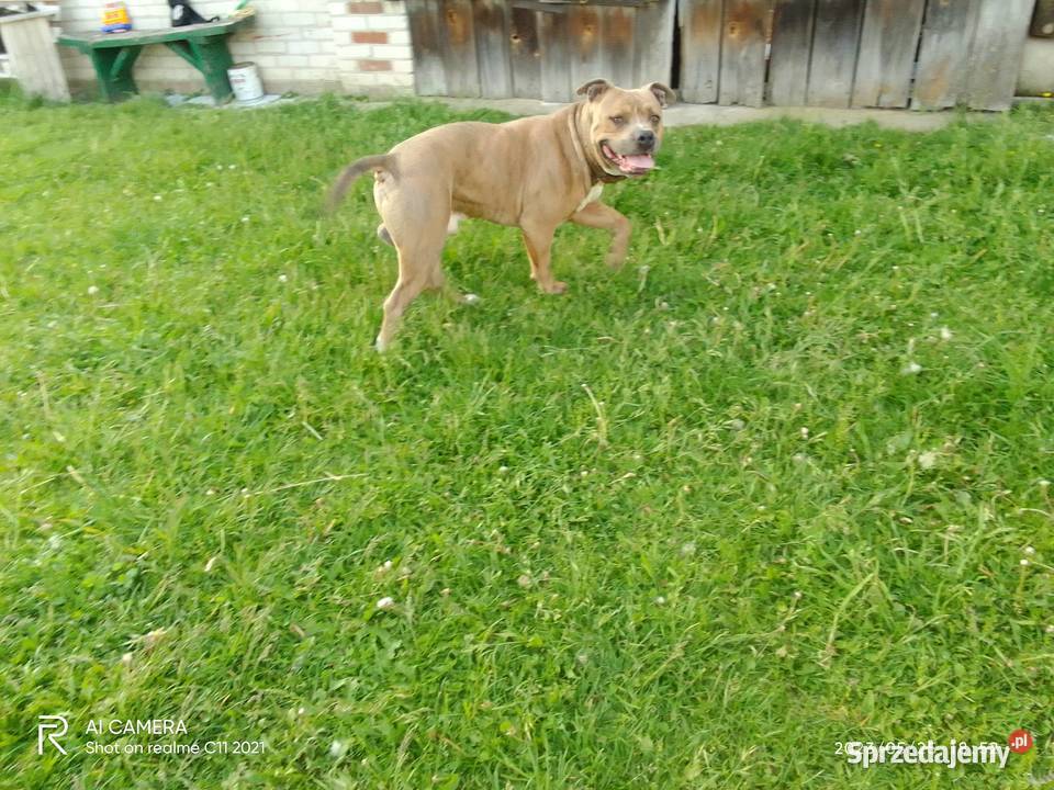 Szczeniak amstaff Łęczna