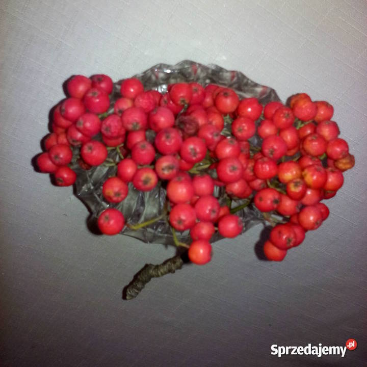 Jarzębina sadzonki pakiet 3 pomorskie Gdynia