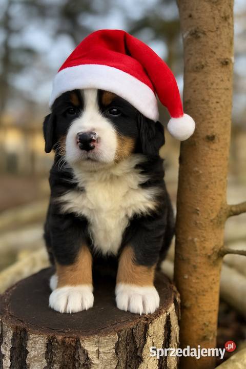 Śliczna sunia piesek Berneński pies pasterski z Kielce sprzedam