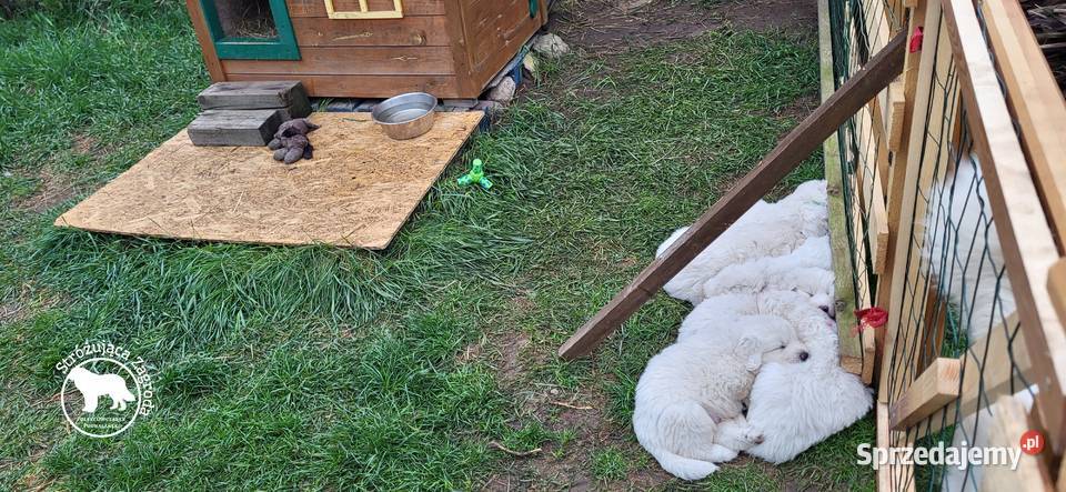 Owczarek Podhalański Pyzokluski Iłża
