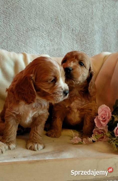 Cockapoo F1 pieski Spaniel Pudel Toruń