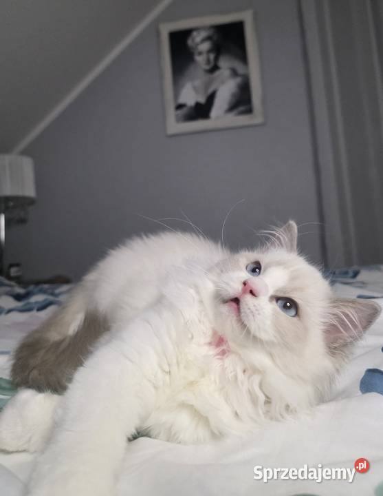 Urocza Lilly kotka hodowlana do hodowli FPL Fife Ragdoll Uścikowo