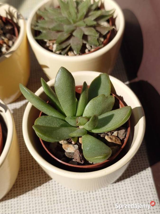 Kpl 4 sukulenty w osłonkach Delosperma Haworthia mazowieckie