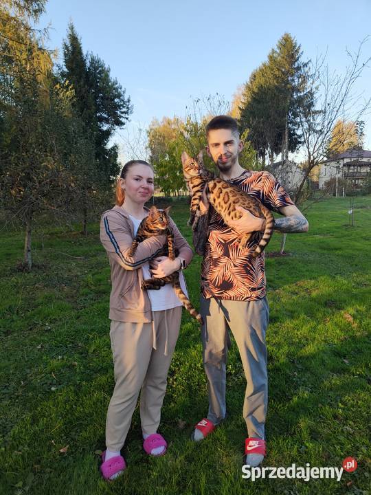 koty bengalskie młody kotek Apollo z rodowodem
