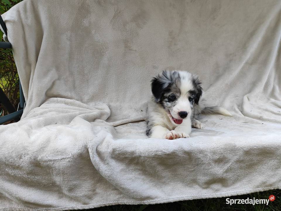 Piesek Border collie blue merle z rodowodem z