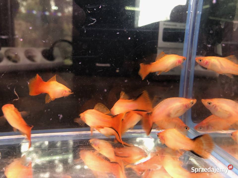 Mieczyk orange comet Justynów