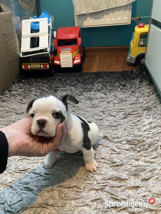 Buldogi Francuskie Zapraszamy Kraków