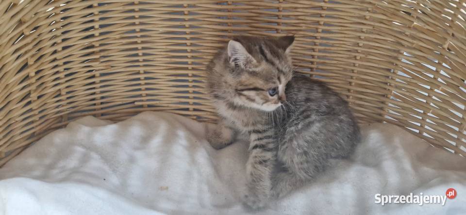 Kocurek Brytyjski złocisty pręgowany Brytyjski Katowice