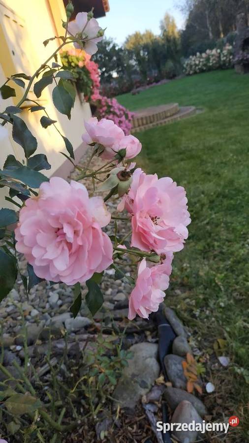 Róże Bonica