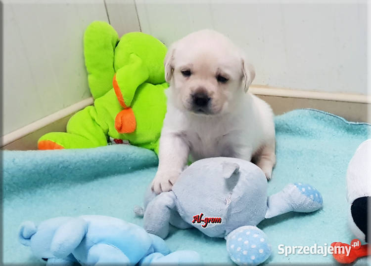 Biszkoptoweżółte szczenięta rasy Labrador Chynów sprzedam