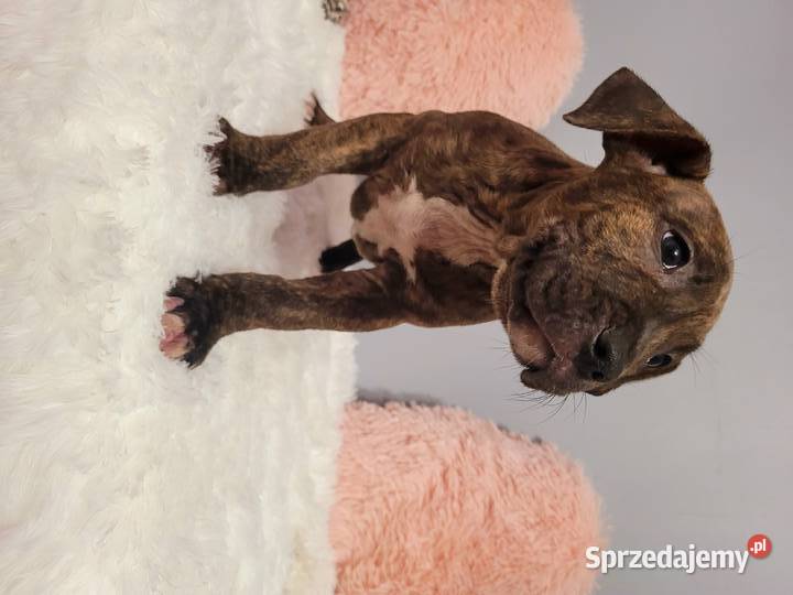 Cudny Szczeniak American Stafford Terier Kraków