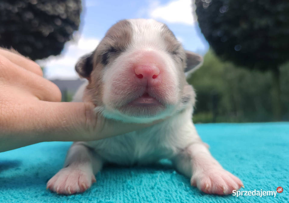 Piękny szczeniak BORDER COLLIE z Hodowli Rasowy Iwonicz sprzedam